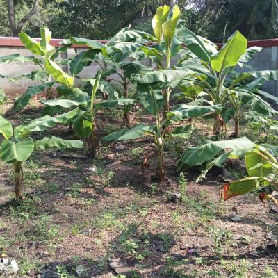 Garden1