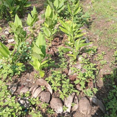 Garden5